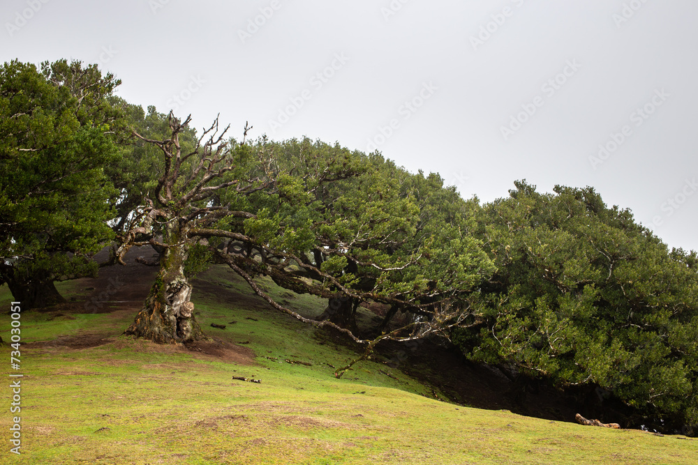 Old forest in the fog - Fanal forest, Porto Moniz, Madeira, Portugal