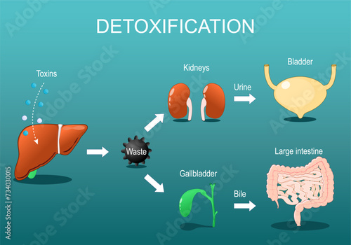 Detoxification. Detox Pathways from liver to gallbladder and kidneys photo