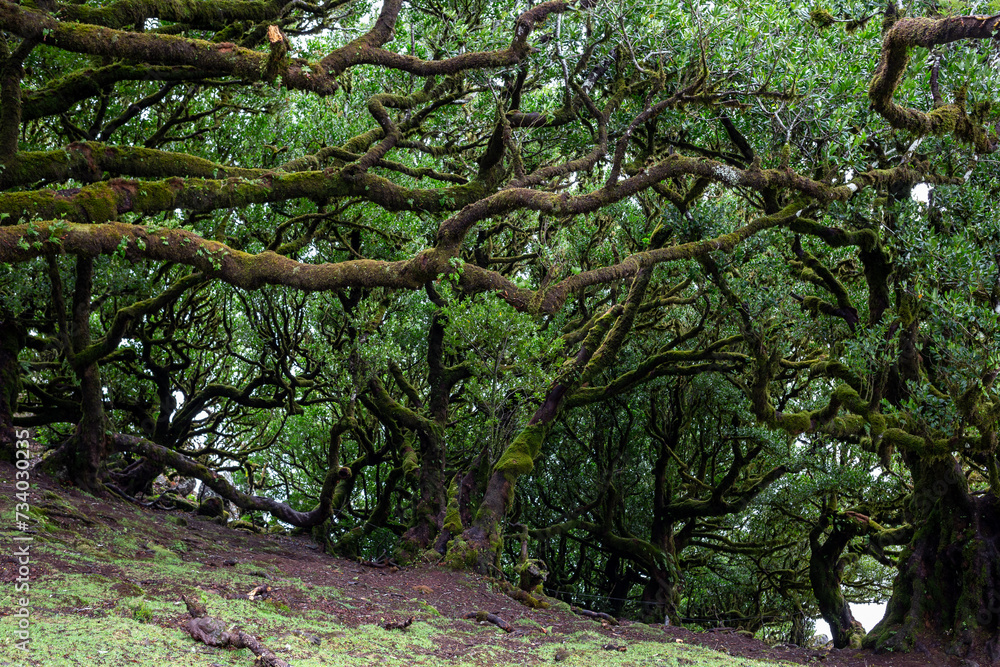 Old tree in the foggy forest - Fanal forest, Porto Moniz, Madeira, Portugal