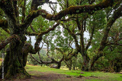 Old tree in the foggy forest - Fanal forest  Porto Moniz  Madeira  Portugal