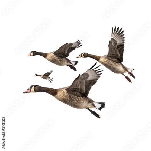 A group of geese flying isolated on transparent background.
