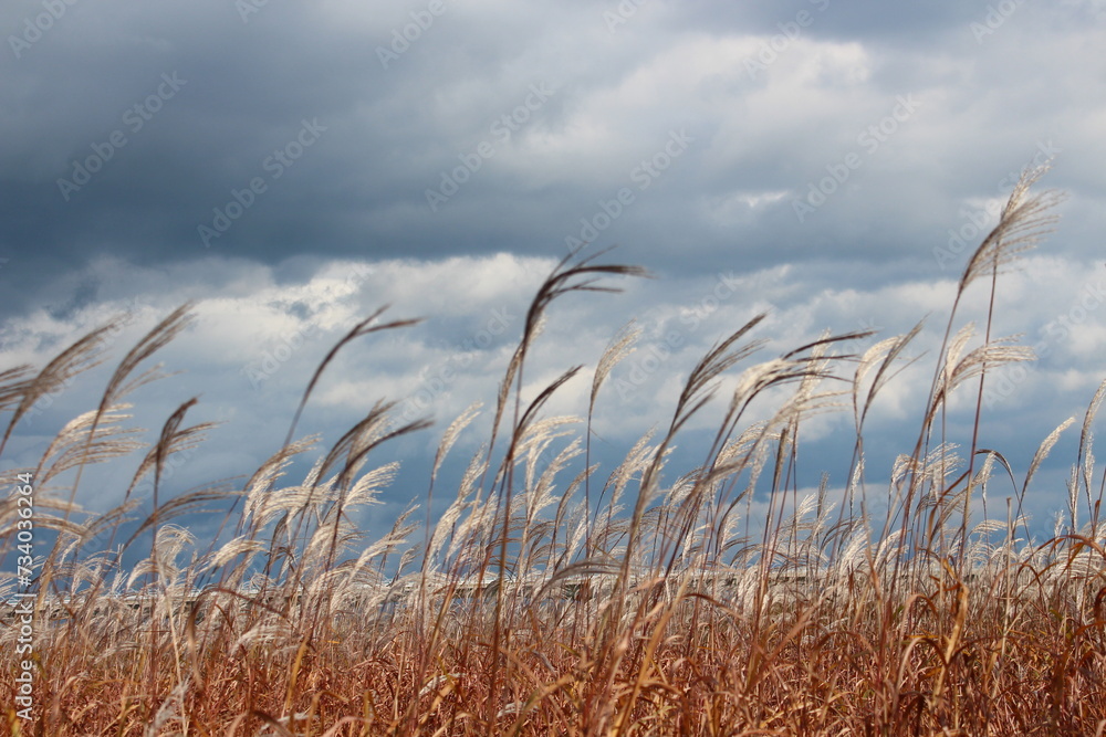 Fototapeta premium reed in the wind