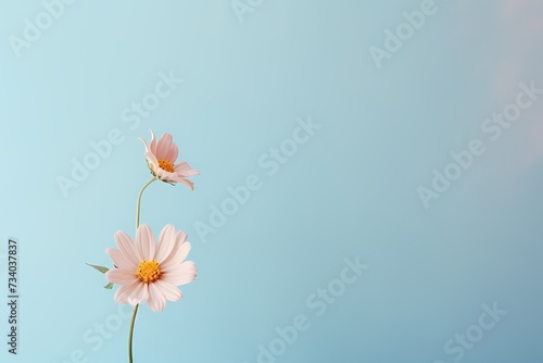 An HD photograph showcasing a little flower on a solid pastel backdrop, leaving room for creative text placement.