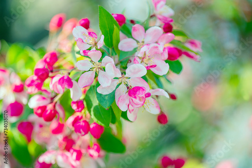 Branches of a blooming apple tree. lush spring bloom. Colorful colors