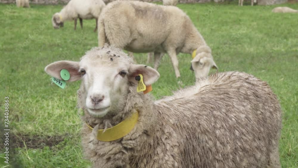 sheep in a field of grass in a farm in Santander, north of spain
