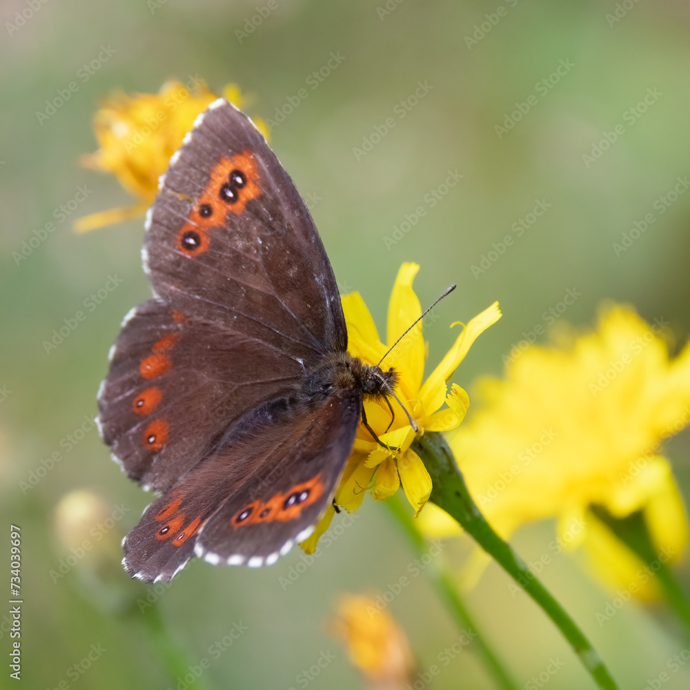 Obraz premium Arran brown