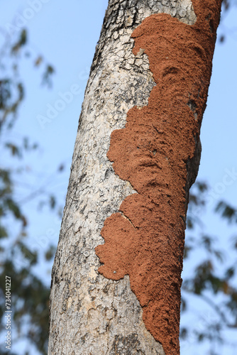 close up termite nest on tree trunk