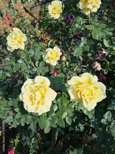 Yellow roses in the garden. Close-up. Nature background