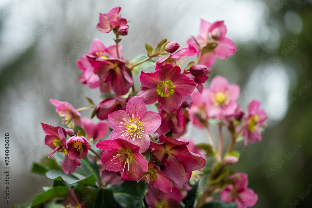 Helleborus, bordowy ciemiernik Helleborus, bordowy ciemiernik