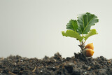 a small acorn tree in the soil in the style of white 