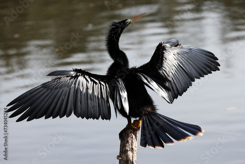 A healthy anhinga water bird drying it's wings.