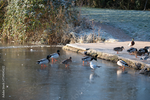 Wallpaper Mural Ducks walking off frozen lake Torontodigital.ca