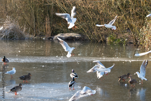 Wallpaper Mural Ducks and gulls on frosty lake Torontodigital.ca