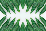 a tropical leaf background with space to write on it 