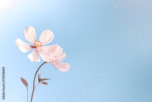 Delicate little flower viewed from the top, set against a solid, bright pastel background, with ample space for accompanying text. © Kanwal