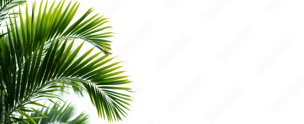 Palm leaves palm free isolated on white Palm leaves palm free isolated on white