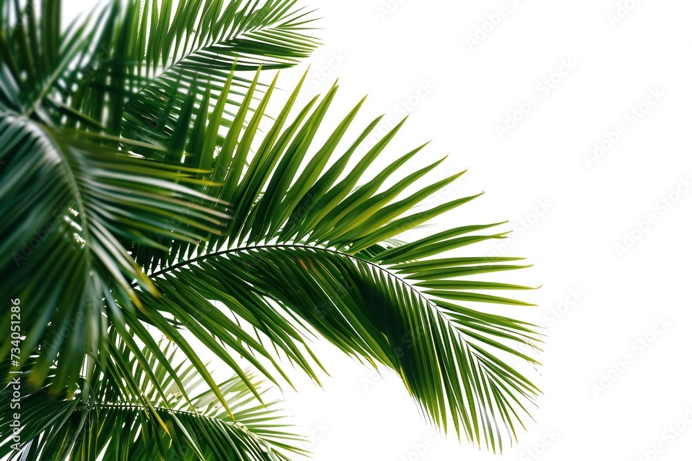 Fototapeta premium Palm leaves palm free isolated on white