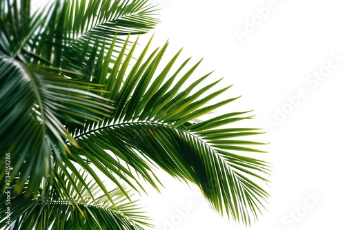 Palm leaves palm free isolated on white