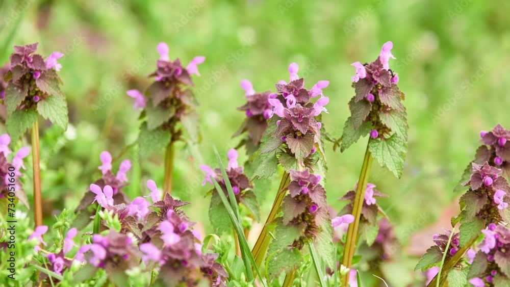 Lamium purpureum, known as red dead-nettle, purple dead-nettle, or purple archangel, is annual herbaceous flowering plant native to Europe and Asia. Lamium purpureum, known as red dead-nettle, purple dead-nettle, or purple archangel, is annual herbaceous flowering plant native to Europe and Asia.