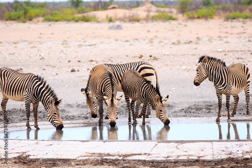 Small herd of Hartmans Zebra drinking - these are more common on the western side of Etosha National Park