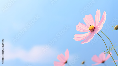 Cosmos and Blue Background