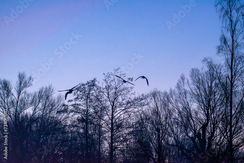 A group of geese fly over trees before sunrise in the forest in winter