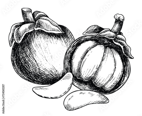 Mangosteen watercolor illustration. Hand drawn sketch of exotic tropical Fruit on isolated background. Drawing of asian food with garcinia and juicy slices. Sketch of mangostana for menu design.