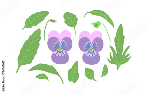 Pansy flowers and leaves element set. Purple pink viola plant hand drawn vector illustration. Spring  summer  nature.