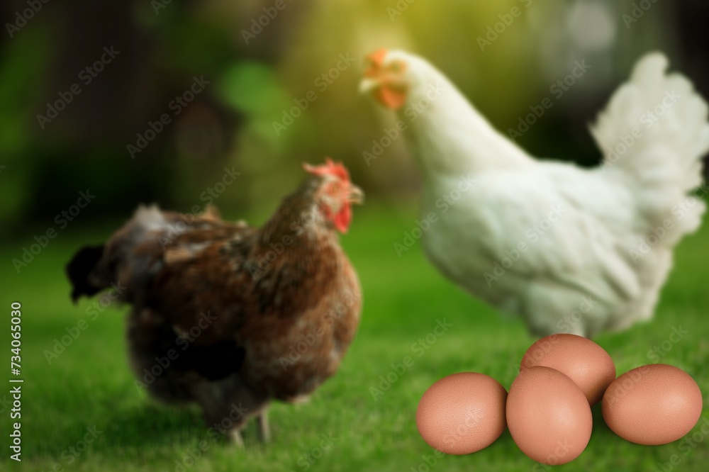 Fototapeta premium hen chicken with eggs at a bio farm.