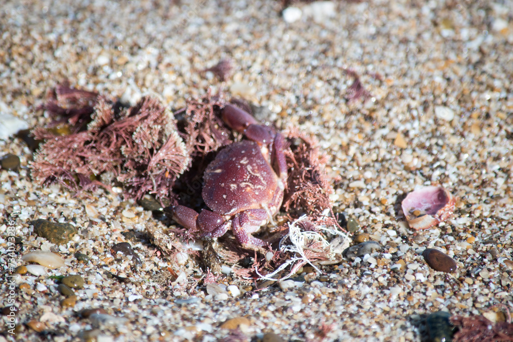 cangrejo color rojizo en la costa atlántica argentina