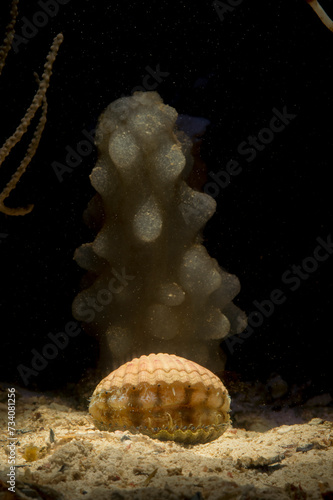 Scallop (Chlamys solidula) Alghero, Sardinia, Italy photo