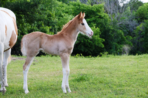 Foal paint horse in spring pasture on farm, new life in animal concept, copy space on background.