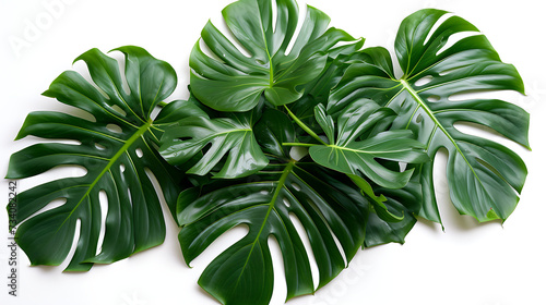 jungle monstera leaves on a white background. top vie