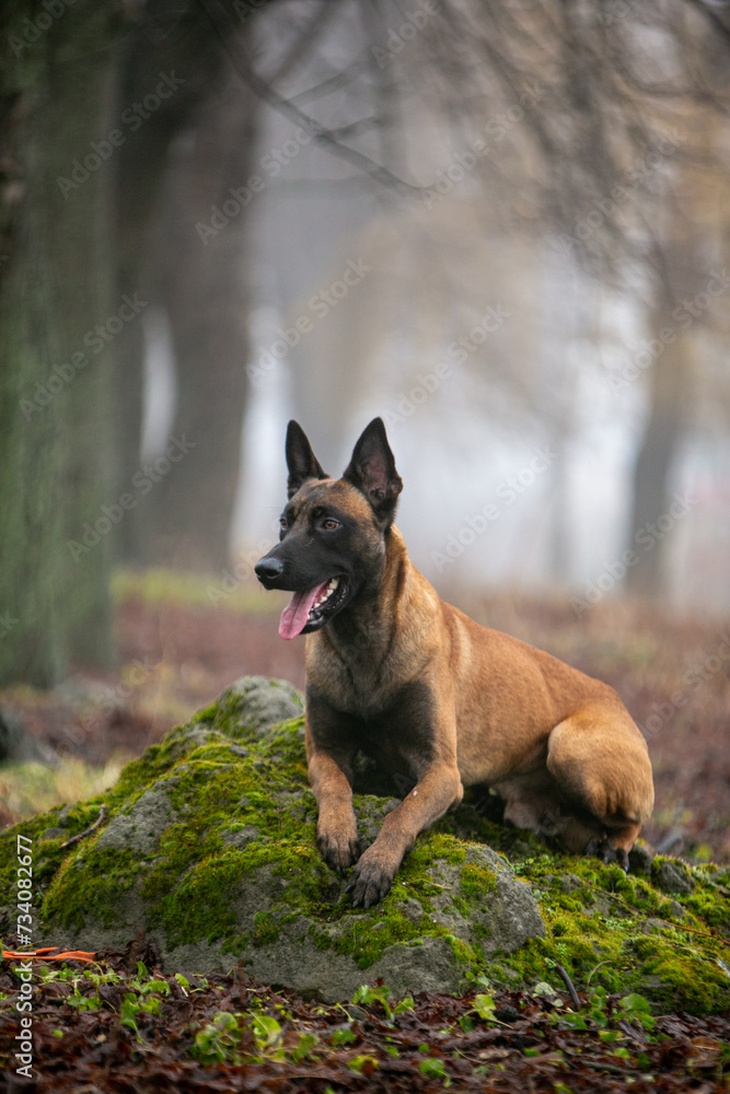 Belgian Shepherd beautiful dog in the forest Belgian Shepherd beautiful dog in the forest