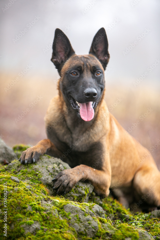 Belgian Shepherd beautiful dog in the forest Belgian Shepherd beautiful dog in the forest