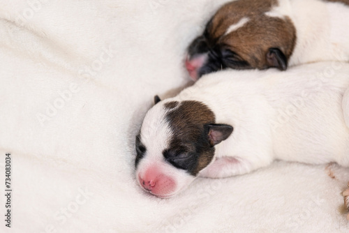 A little Jack Russell terrier puppy is sleeping on the bed. One day from birth.