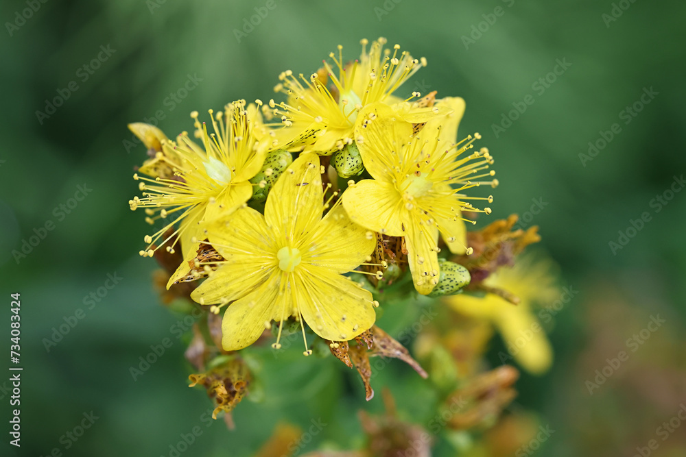 Obraz premium Spotted St. Johnswort, Hypericum maculatum, also known as imperforate St John's-wort, traditional wild medicinal plant from Finland