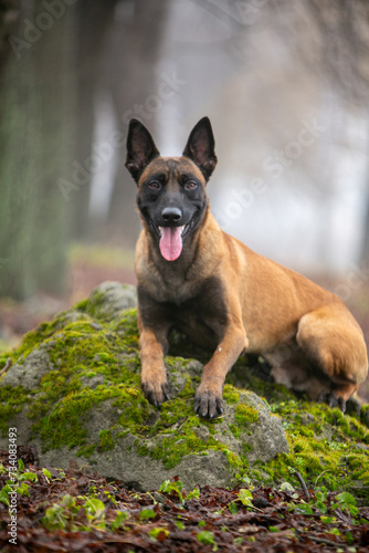 Belgian Shepherd beautiful dog in the forest