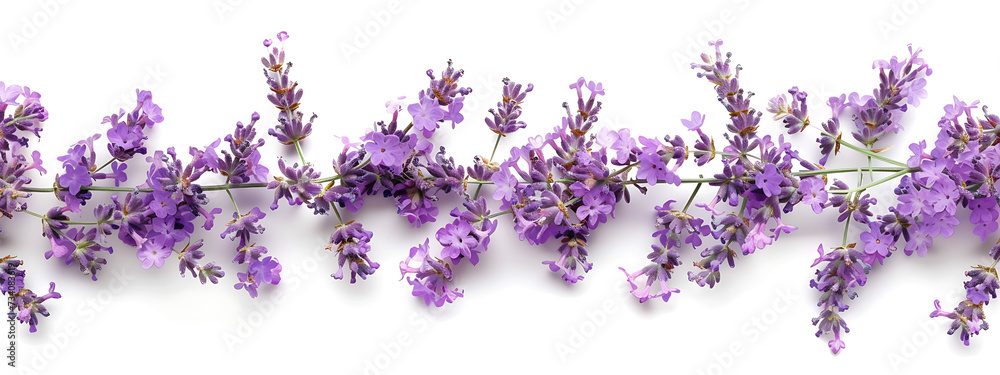 Fototapeta premium lavender blossoms isolated on white background in the
