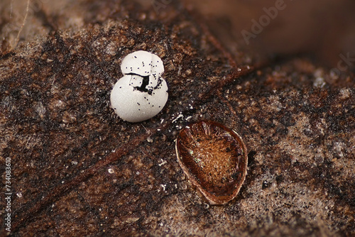 Didymium difforme, a slime mold growing on hazel leaf in Finland, microscope image of sporangia photo