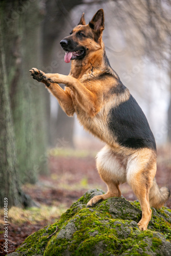 german shepherd dog sitting on the ground