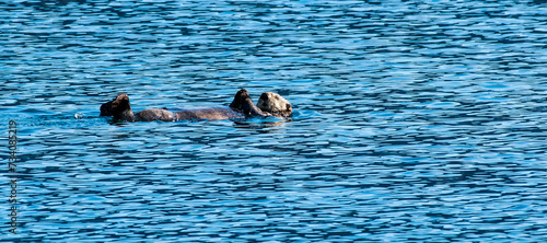 Chilling: The life of an Alaskan sea otter