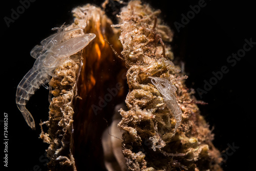 Fan clam shrimp (Pontonia pinnophylax). This tiny transparent-bodied commensal shrimp lives inside Pinna bivalve clam. Alghero, Sardinia. Italy. Porto Ferro N Sardegna photo