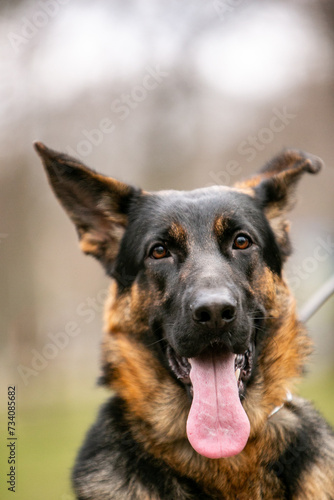 portrait of a shepherd