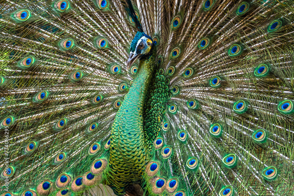 Obraz premium The green peafowl or Indonesian peafowl (Pavo muticus) is a peafowl species native to the tropical forests of Southeast Asia and Indochina