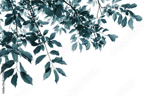 the leafy branches of a tree are shown against a whit