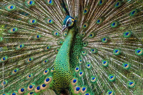 Fototapeta Naklejka Na Ścianę i Meble -  The green peafowl or Indonesian peafowl (Pavo muticus) is a peafowl species native to the tropical forests of Southeast Asia and Indochina