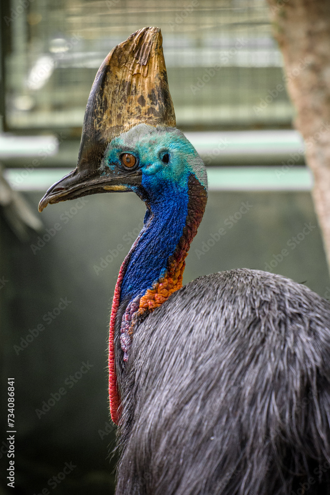 Naklejka premium Cassowary is a large flightless bird native to Australia and New Guinea.