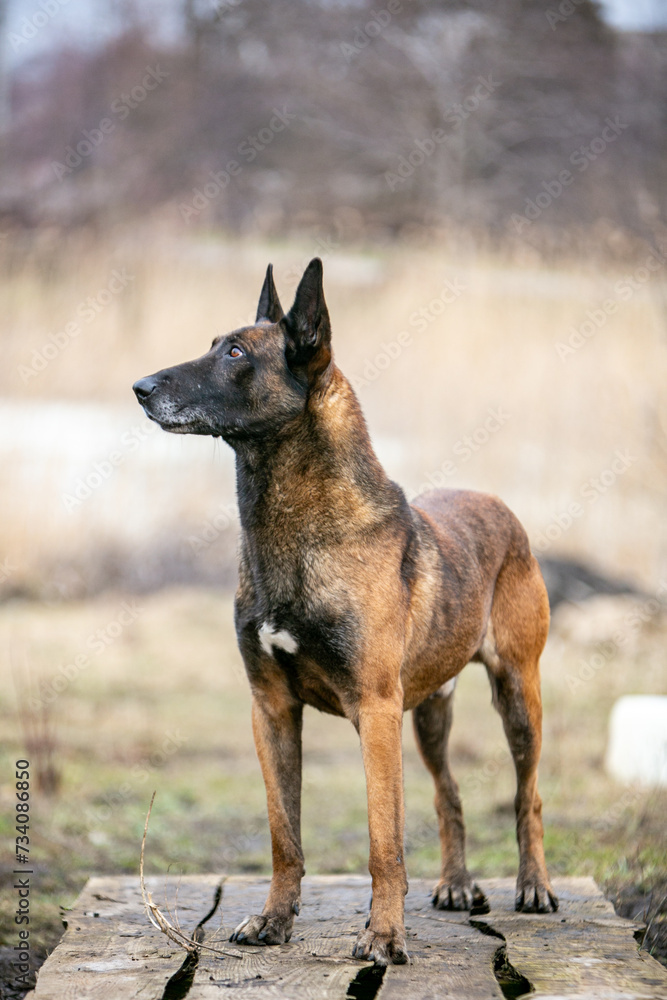two Belgian Malinois dog in autumn location two Belgian Malinois dog in autumn location