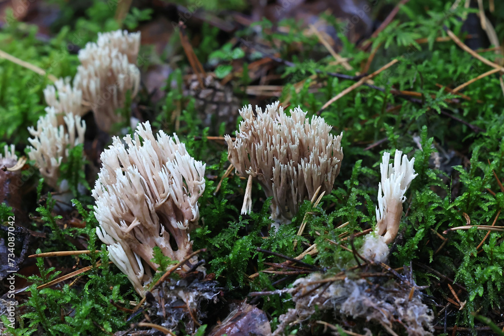 Ramaria suecica, a coral fungus from Finland, no common English name Ramaria suecica, a coral fungus from Finland, no common English name